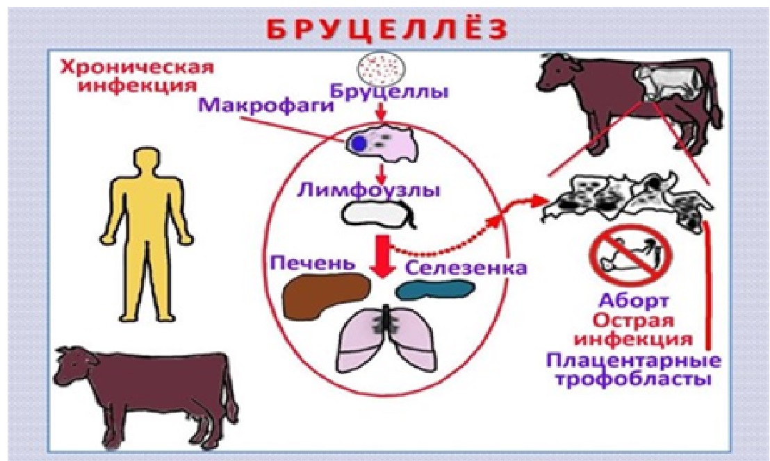 Бруцеллез патогенез. Патогенез бруцеллеза у животных.